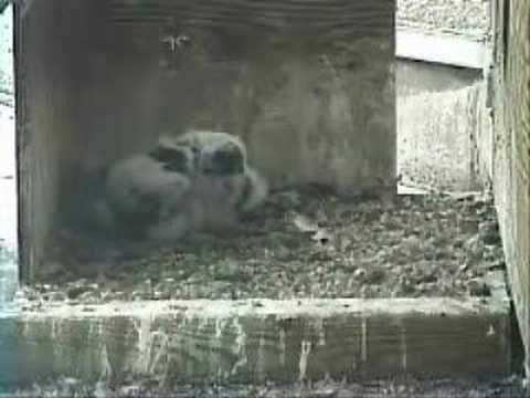 Harrisburg Falcons hatch to fledge