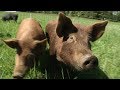Pasture Raised Pigs: Preview