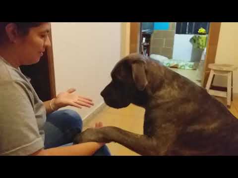 Vídeo: Se os cães gostam de nadar, por que eles não gostam de banhos?