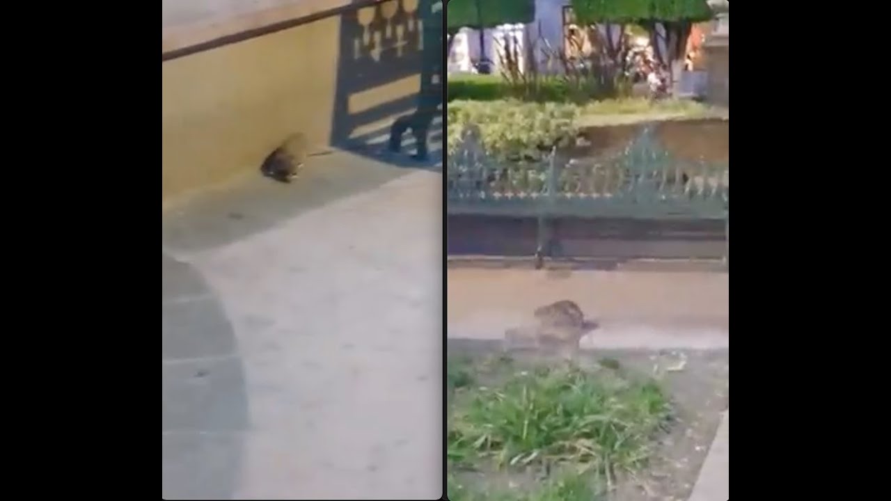 Denuncian plaga de ratas en Querétaro - YouTube