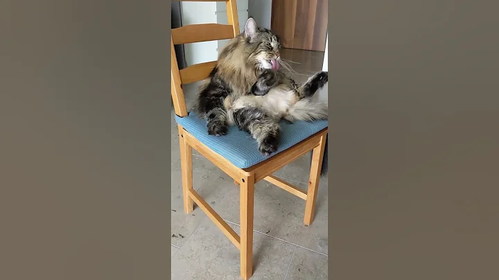 Video 9912121: forest cat norwegianforestcat, norwegian forest, forest cat living