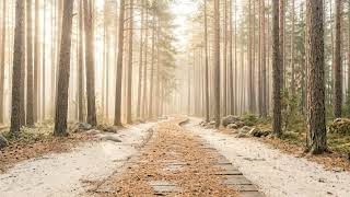 Morning Forest Path – Ambient Piano for Deep Focus | Gentle Current