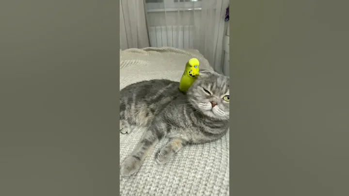 Cat and bird are best friend 🥰 #shorts #cat #birds #cute #memes Please, SUBSCRİBE for more ⬇️
