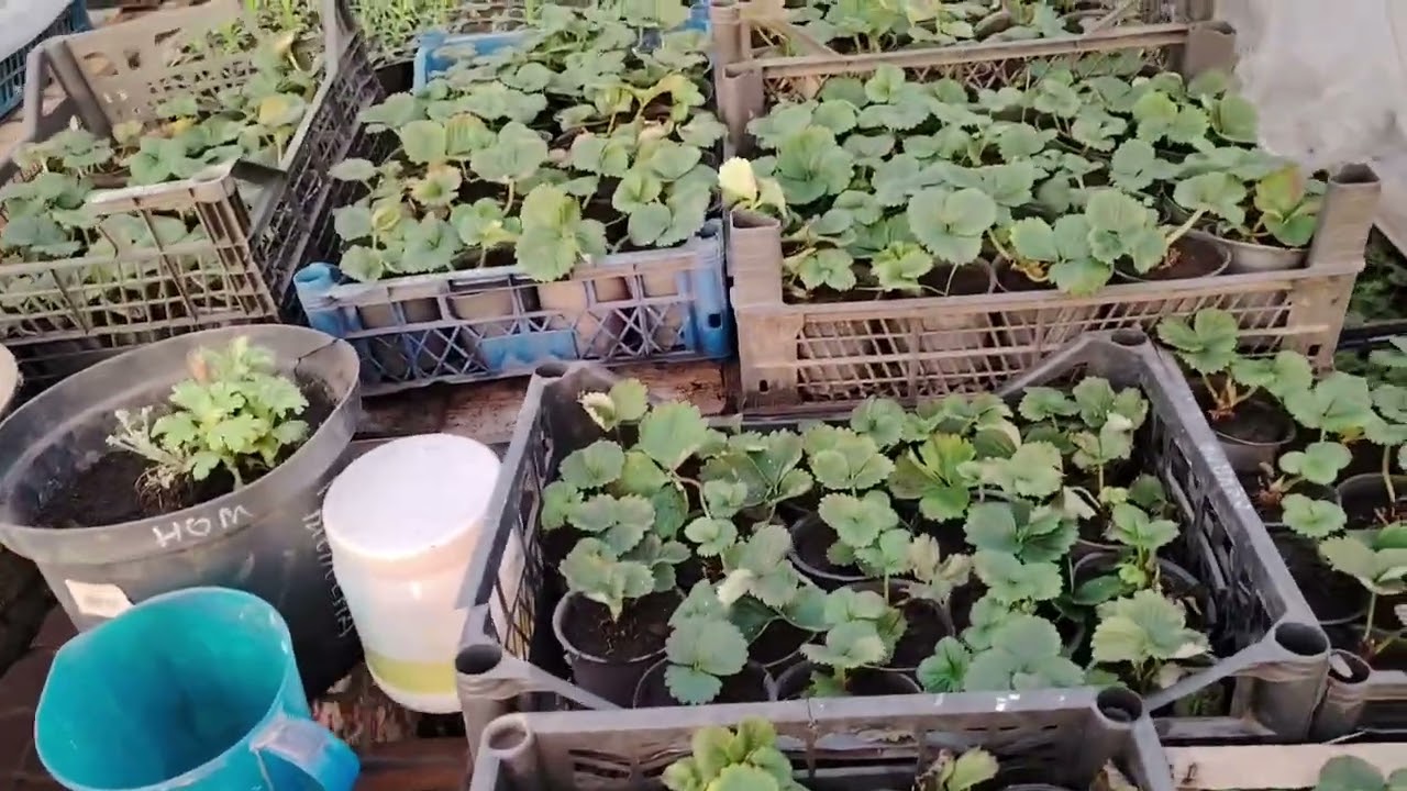 Дивлюся шкідників, працюю з розсадою. 