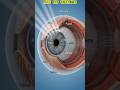 How Does the Eye Work? | Eye Anatomy Visuals | Human eye in 3D | | How Does Light Enter the Eye?