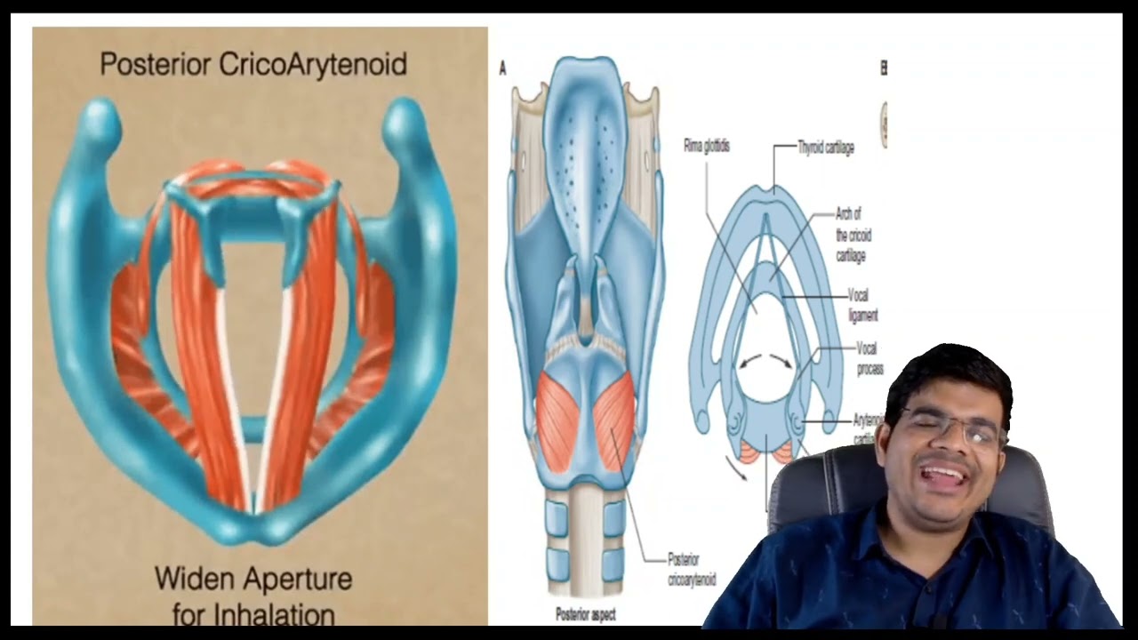 Physiology of phonation @theentingdoc #speech #jayasurya #larynx #vandenberg #cover #body #ent