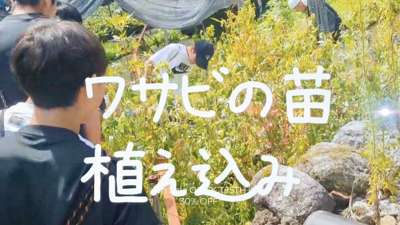 子供たちとワサビの苗植え込みをしました。 2026/08/11 | 元プロ波多野