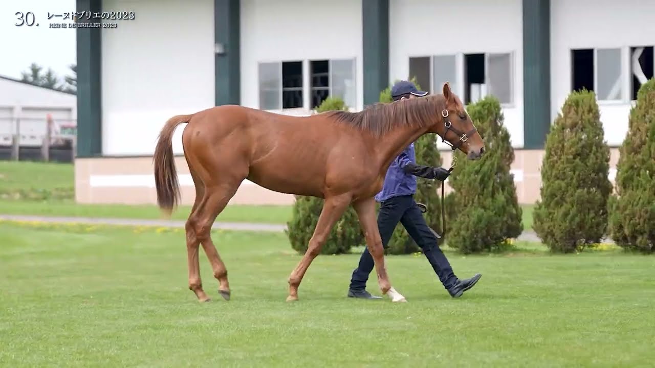 合う馬 RURLHXKJYBC5RDBTWP5QGDLSMA.jpg