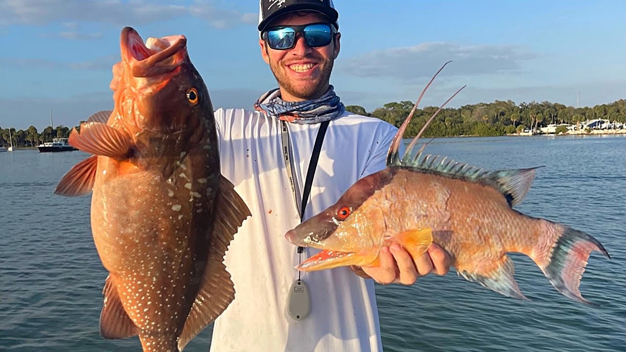 Insane Hogfish and Red Grouper Fishing Offshore Tampa Bay YouTube