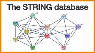 The STRING database: Brief introduction to protein networks and how they are made screenshot 4