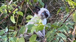 Black Cat Blackie And Her Kittens Like To Let Nature Be Nature