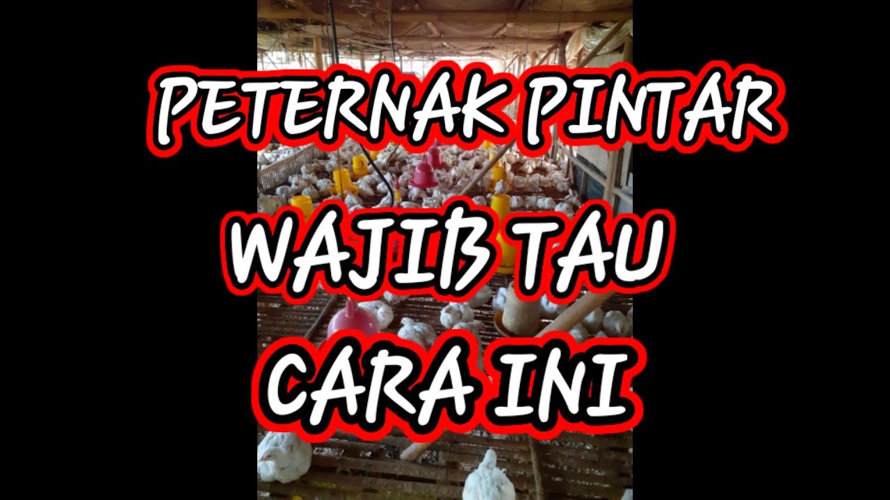 CARA MENAMBAH UNTUNG BAGI PETERNAK AYAM BROILER 
