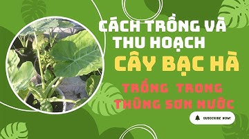 Cách trồng và thu hoạch cây Bạc Hà trồng trong thùng sơn nước trên vườn rau sân thượng.