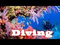 Дайвинг, Египет. Diving in Sharm el Sheik