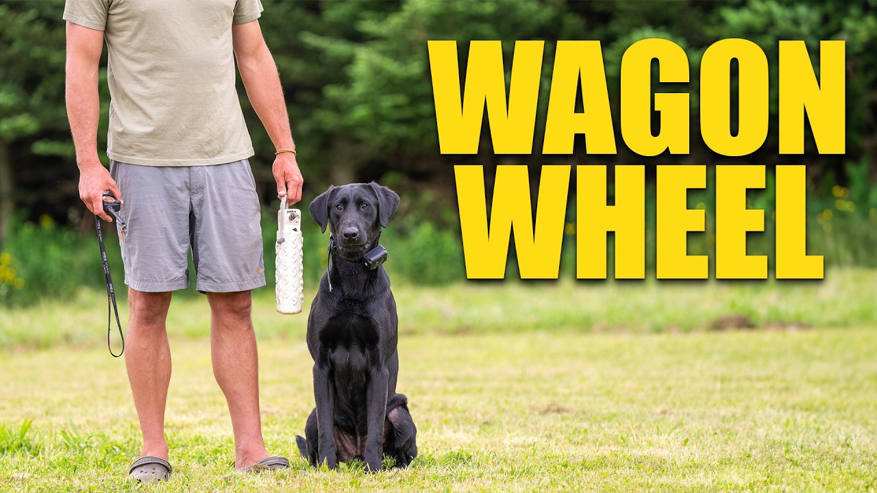 Wagon Wheel: Тренировки по дрессировке собак-уток