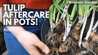 Tulip Aftercare In Pots! What To Do When Flowering Is Over | Balconia Garden