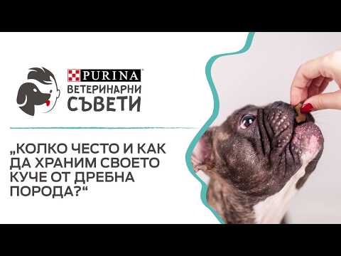 Видео: Как да храним кученце