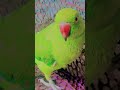 parrot sound #nonstoptalkingparrot #parrot #funny #talkingparot #talkingparrot #birds