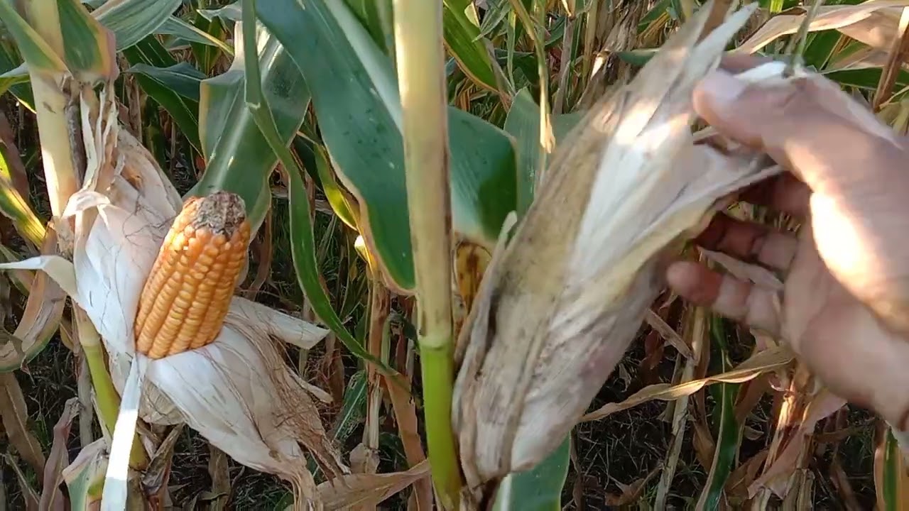 paano at kelan pwede Ng anihin Ang ating mais🌽🌽🌽🌽maize. anihan na.