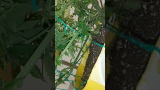 How to water and defoliate Autoflowers part 2.