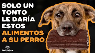 TOP de ALIMENTOS PROHIBIDOS PARA TU PERRO