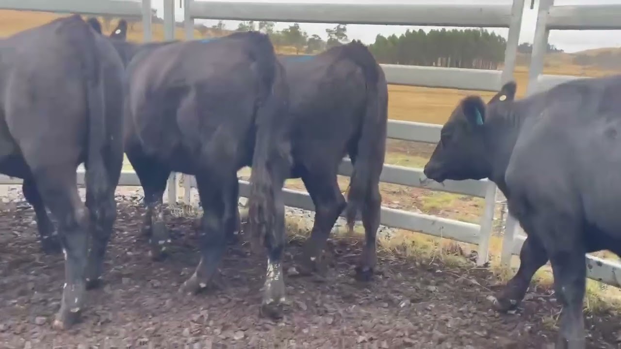 Southfork Heifer Yearlings (blue)