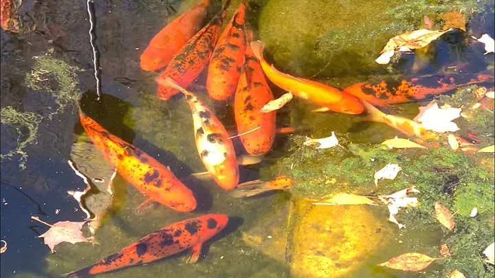 Winterpflege für Koi-Fische in Minnesota