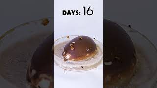 What A Nice Surprise In My Kinder Egg