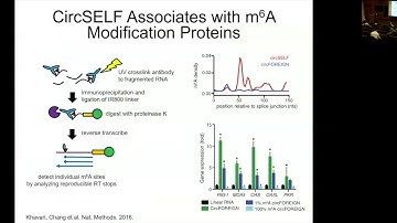 Circular RNA Immunity