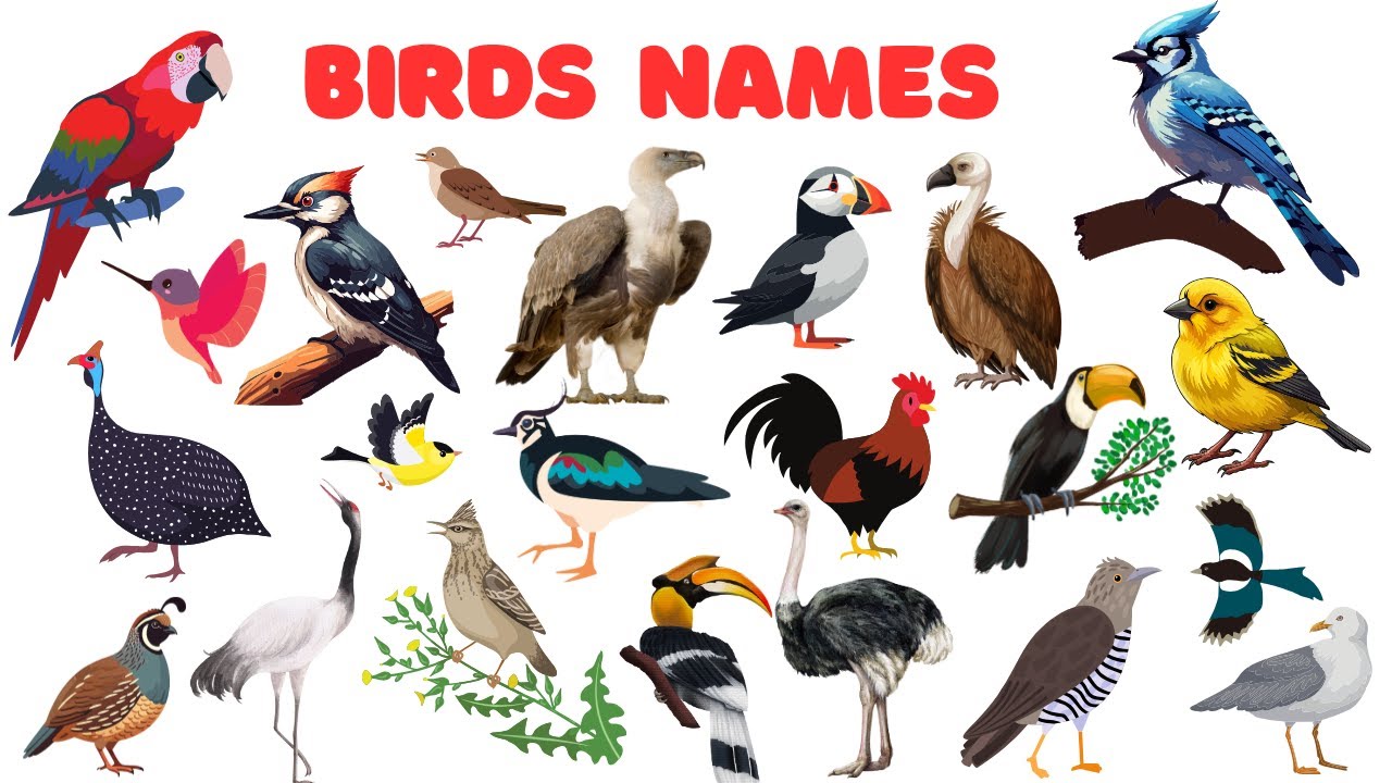 Bird Names for Kids | Discover 50 Bird Names with Fun | Bird Vocabulary 