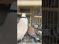 تزوج اليمام 