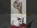 #cat #cats #catetherealcollab #funnycats #funnyvideo #shorts #catlover #subscribe 🙀😂😻🥰❤️😹