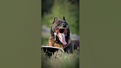 Top 5 Reasons Why You SHOULD Get a Belgian Malinois!