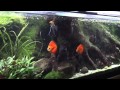 2300 Liter Süsswasseraquarium