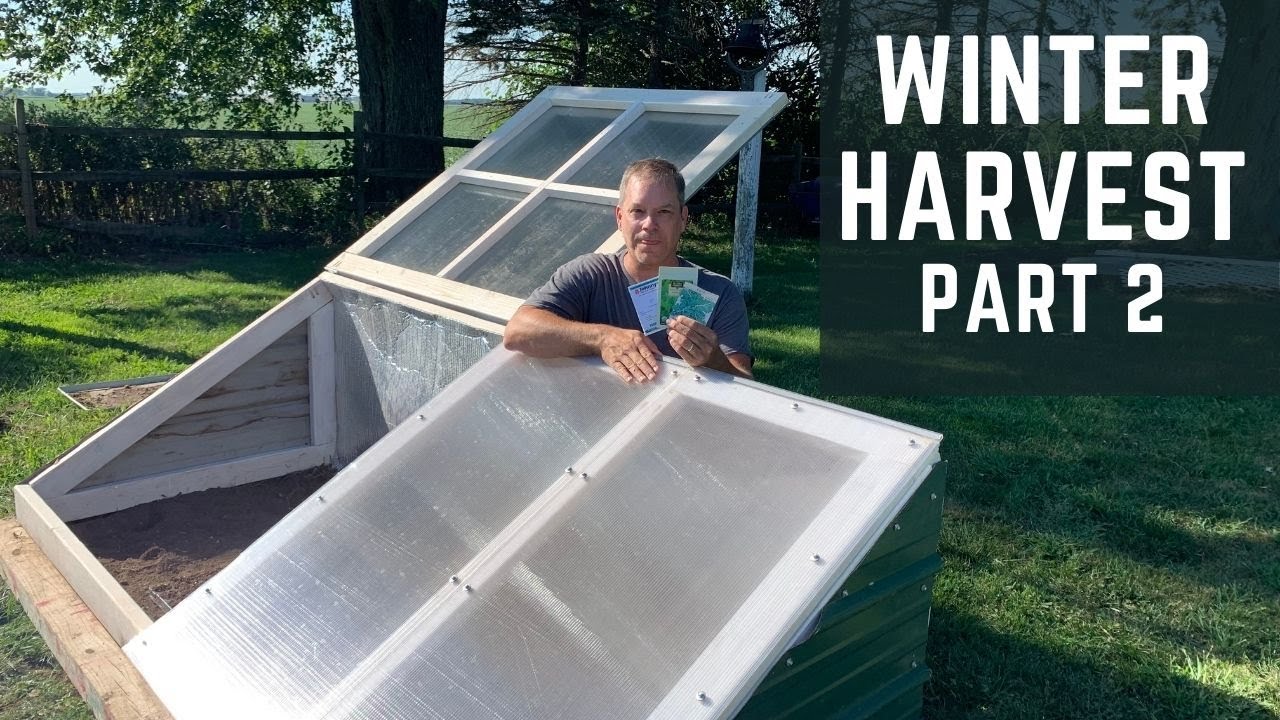 Cold Frame Winter Harvest Part 2