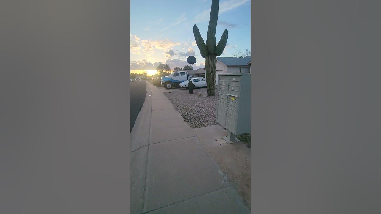 Saguaro Cactus on a morning walk! @ArizonaAmbience Saguaro Cactus on a morning walk! @ArizonaAmbience