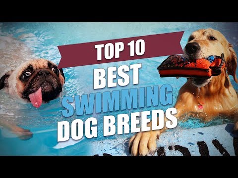Top 10 Best Swimming Dogs