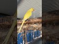 0-1 Lutino Ringneck