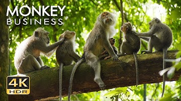 4K HDR Monkey Business - Life of Monkeys - Animal Documentary - Fun & Relaxing Music Video.