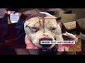 This is Flying Fur Animal Rescue This is Flying Fur Animal Rescue