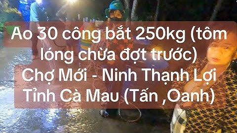Ao 30 công bắt 250kg (tôm lóng chừa lại đợt trước) - Chợ Mới - Ninh Thạnh Lợi - Cà Mau (Tấn , Oanh)