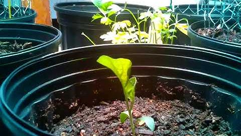 Raspberry Pi 3 Time Lapse of Eggplant Video 2 - Growing under DIY LED Horticulture Lights