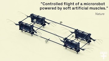 These Tiny RoboBees Can Survive Crashes and Collisions