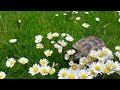 Tortoise trampling daisies.