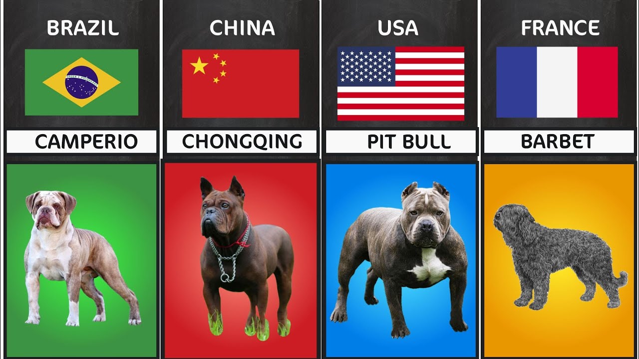 Different Types Of Dogs In India With Pictures Different Types Of Dogs In India With Pictures