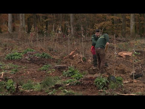 Vidéo: Planter Des Arbres Et Prêcher La Tolérance Dans La Forêt De Sadhana - Réseau Matador