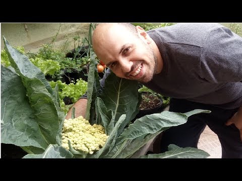 Vídeo: Como Cultivar Couve-flor