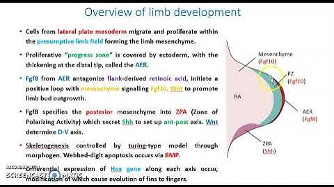 Tetrapod Limb Development | Part-1 | CSIR-NET