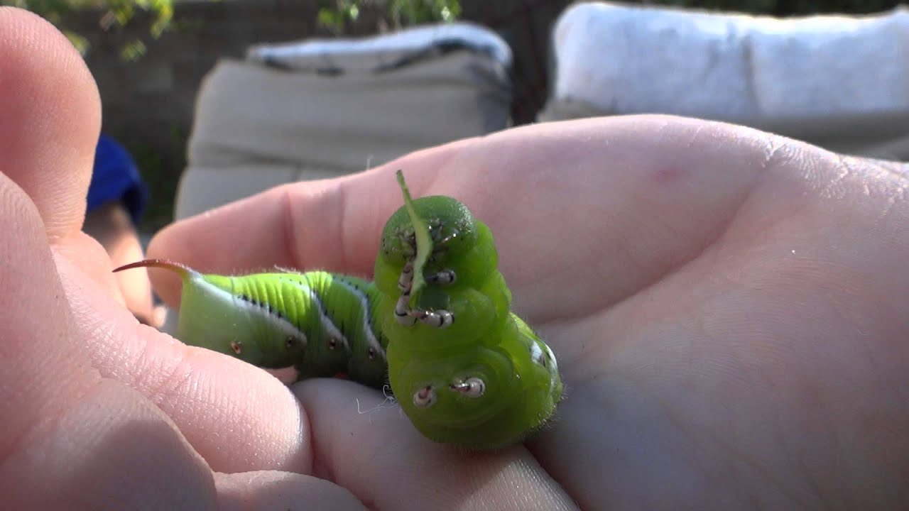 download tobacco hornworm caterpillar download tobacco hornworm caterpillar