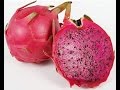 2016 紅肉火龍果生長過程_紅肉火龙果 Red meat pitaya fruit 赤肉ピタヤ La carne roja Pitaya La viande rouge Pitaya